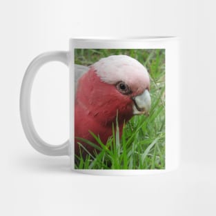 Galah Mug